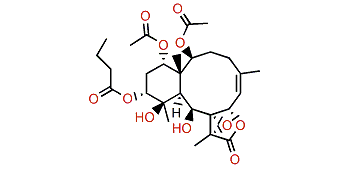 Excavatolide Z